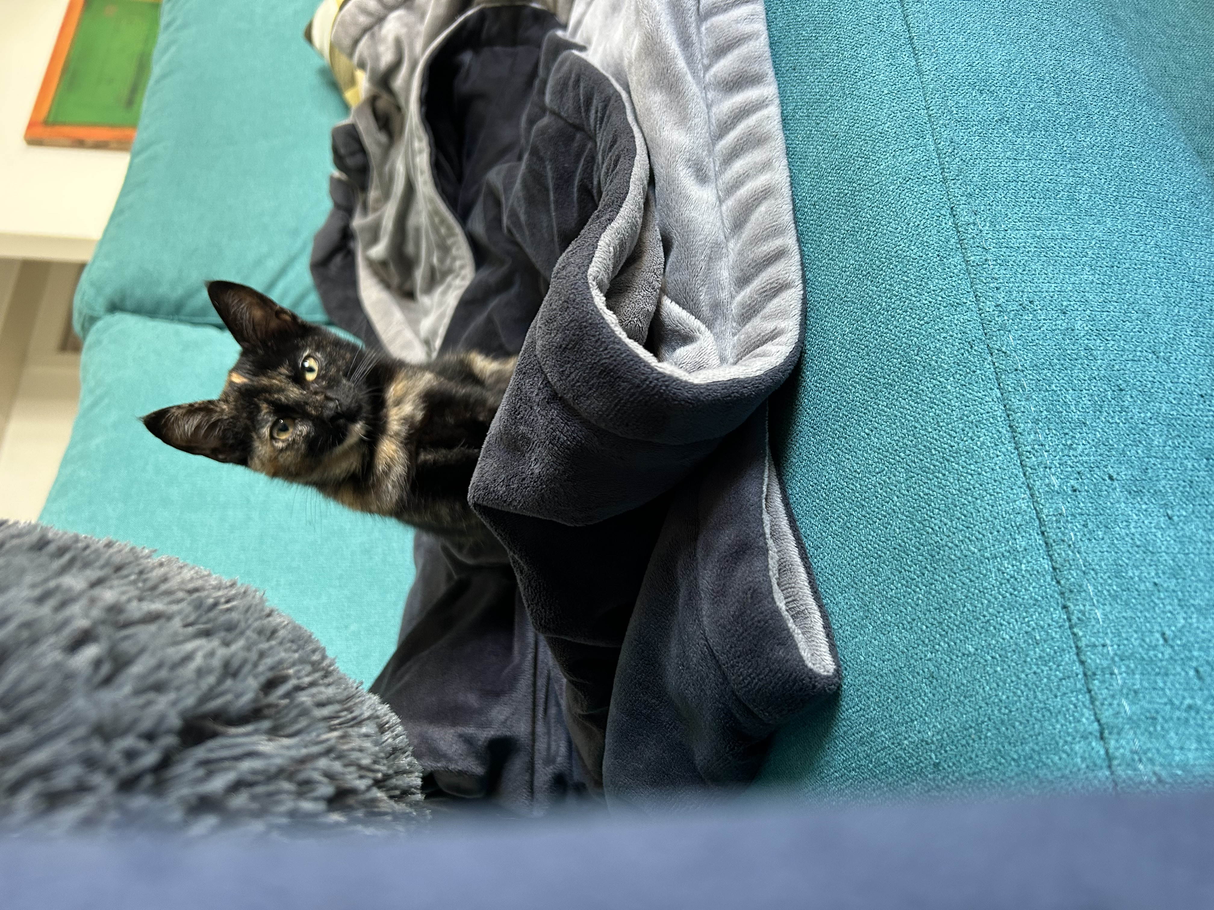 Phoebe the house cat peeking from behind teal cushions on the sofa